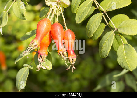 Rosa moyesii avec églantier (haw Rose, Rose hip) Banque D'Images