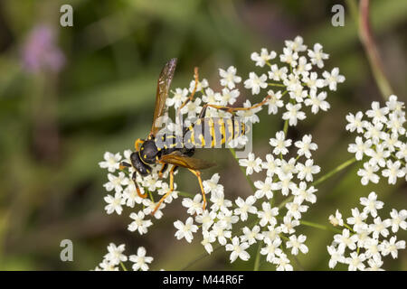 Polistes dominula (Polistes gallicus), Papier wasp Banque D'Images