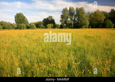 Vue d'été sur terrain Buttercup, Ferry Meadows country park, Peterborough, Cambridgeshire, Angleterre, RU Banque D'Images