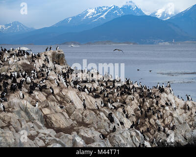 Un grand groupe de cormorans aux yeux bleus ou impériale se tape le toilettage eux-mêmes. Les poussins duveteux et le varech goélands sont présents. Un navire et les montagnes à l'arrière. Banque D'Images