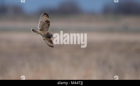 Hibou moyen court dans un pré Banque D'Images