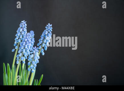 Fleur plante Muscari sur un fond de couleur Banque D'Images