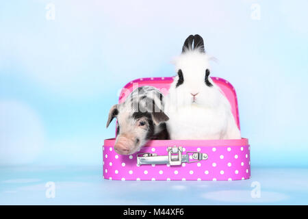 Porc domestique, Turopolje x ?. Porcinet (1 semaine) et Teddy lapin nain assis dans une valise rose à pois. Studio photo sur un fond beige. Allemagne Banque D'Images