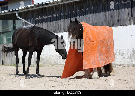 Cheval Arabe et Gypsy Vanner Cheval. La formation pour un test de calme avec l'aide d'une grosse couverture. Allemagne Banque D'Images