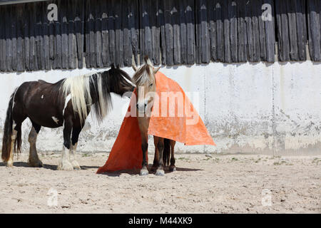 Cheval Gypsy Vanner norvégien et cheval. La formation pour un test de calme avec l'aide d'une grosse couverture. Allemagne Banque D'Images