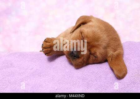 Labrador Retriever. Puppy (6 semaines) de dormir sur une couverture. Studio photo sur un fond rose. Allemagne Banque D'Images