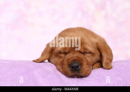 Labrador Retriever. Puppy (6 semaines) de dormir sur une couverture. Studio photo sur un fond rose. Allemagne Banque D'Images