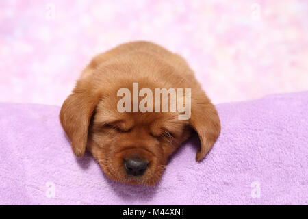 Labrador Retriever. Puppy (6 semaines) de dormir sur une couverture. Studio photo sur un fond rose. Allemagne Banque D'Images