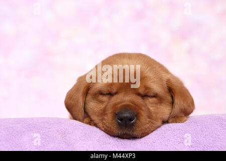 Labrador Retriever. Puppy (6 semaines) de dormir sur une couverture. Studio photo sur un fond rose. Allemagne Banque D'Images