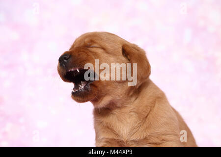 Labrador Retriever. Portrait d'un chiot (6 semaines), le bâillement. Studio photo sur un fond rose. Allemagne Banque D'Images