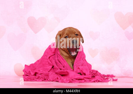 Labrador Retriever. Puppy (6 semaines) les bâillements, assis dans une couverture rose. Studio photo sur un fond rose avec coeur imprimer. Allemagne Banque D'Images