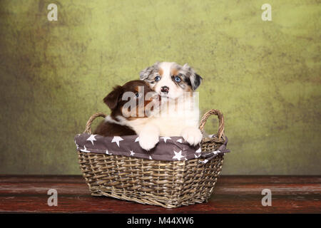 Berger Australien. Deux chiots (6 semaines) assis dans un panier. Studio photo sur un fond vert. Allemagne Banque D'Images