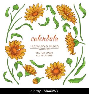 Éléments de calendula vector set sur fond blanc Illustration de Vecteur