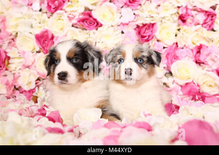 Berger Australien. Deux chiots (6 semaines) se prélassant parmi les fleurs de rose. Studio photo. Allemagne Banque D'Images