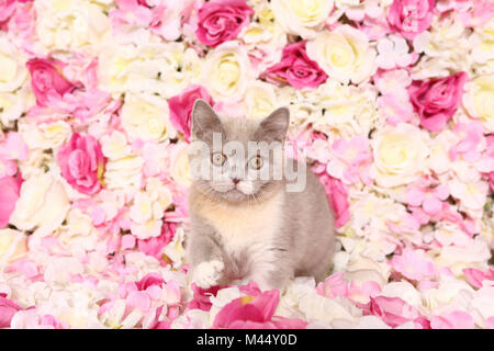 British Shorthair Cat. Chaton marcher parmi les fleurs de rose. Studio photo. Allemagne Banque D'Images