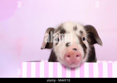 Porc domestique, Turopolje x ?. Porcinet (4 semaines) à partir d'un et rose-blanc rayé fort. Studio photo sur un fond rose. Allemagne Banque D'Images