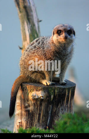 Seul adulte Meerkat en jardin zoologique Banque D'Images