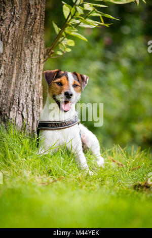 Parson Russell Terrier. Des profils assis au pied d'un arbre. Pays-bas Banque D'Images