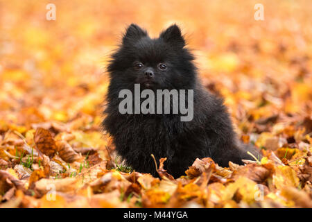 Pomeranian. Adultes Noir debout dans la litière de feuilles. Pays-bas Banque D'Images