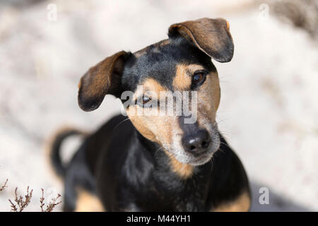 Jack Russell Terrier. Portrait de chien adulte. Pays-bas Banque D'Images