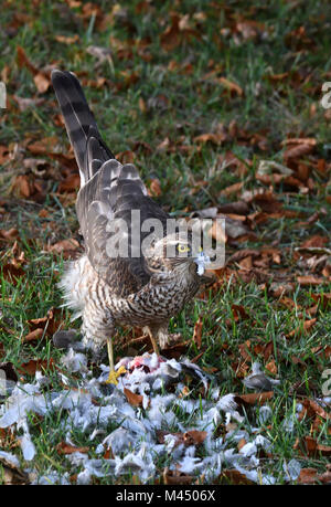 Fauve;Accipiter nisus;femmes;se nourrissant de tête;parc;Ecosse Banque D'Images