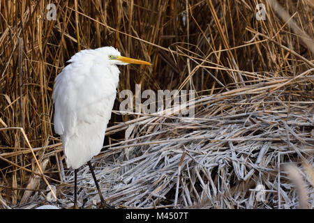 Grande aigrette (Ardea alba) sur reed,en hiver Banque D'Images