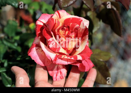 Close up of Tiger Framboise Rose en pleine floraison Banque D'Images