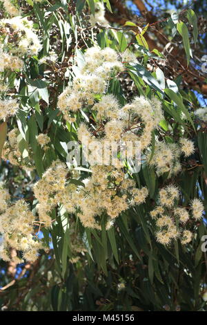 Sydney Red Gum (Angophora costata) Banque D'Images