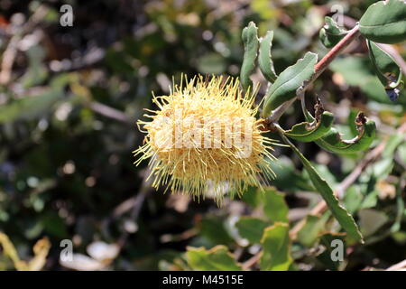 Banksia integrifolia - Roller Coaster Banque D'Images