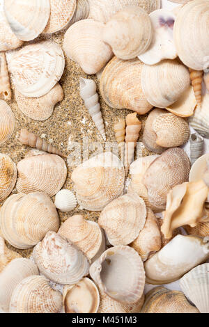 Coeur dessiné sur le sable sur la plage, au milieu des coquillages. Vacances, plage. Banque D'Images