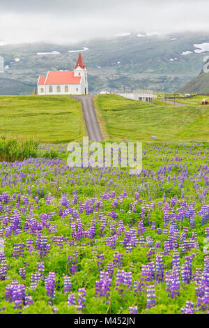 La floraison des lupins sauvages à Hellissandur,Snaefellsness Iceland Banque D'Images