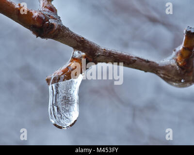 Plan Macro sur l'eau gelée de tombé de la branche. Banque D'Images