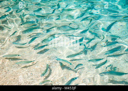 L'eau cristalline et les poissons dans la plage de Cala Mariolu, Baunei, province de l'Ogliastra, Sardaigne, Italie, Europe. Banque D'Images