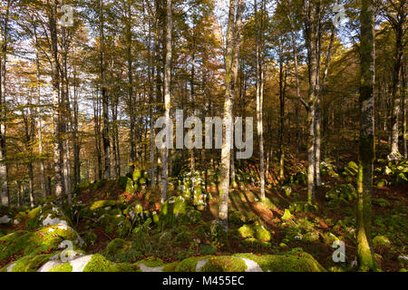 Forêt de Cansiglio, Malcontenta, Trévise, Vénétie, Italie. Banque D'Images