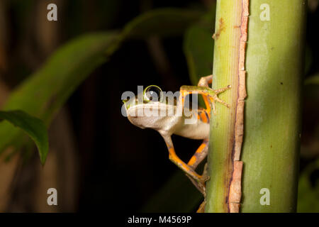 Tiger leg grenouille d'arbre photographié de nuit dans la jungle près de la réserve naturelle Raleighvallen, Suriname Amérique du Sud. Le Suriname est noté pour la biodiversité. Banque D'Images