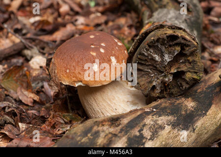 Un boletus edulis, cep ou penny bun toadstool croissant dans la New Forest Hampshire England UK GO Banque D'Images