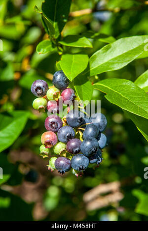 Gros plan d'une grappe de myrtilles, Vaccinium corymbosum, à différents stades de maturation dans un pick-votre-propre entreprise à domicile dans le New Hampshire, USA. Banque D'Images