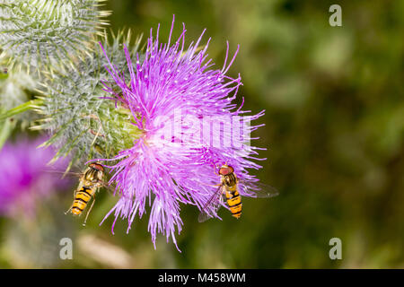 Episyrphus balteatus, confiture hoverfly, Allemagne Banque D'Images