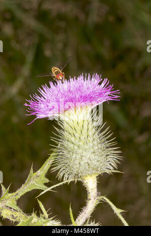 Episyrphus balteatus, confiture hoverfly, Allemagne Banque D'Images