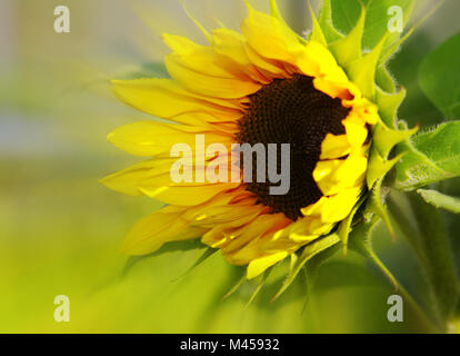 Bouquet de tournesol isolé sur fond vert.Mother's Day card. Banque D'Images
