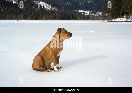 Un chien rouge sans col, assis sur un lac gelé Bull, au sud de Troy, dans le comté de Lincoln, au Montana Banque D'Images
