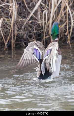 Le Canard colvert (Anas platyrhynchos) drake afficher ses ailes et sortant de l'eau. Banque D'Images