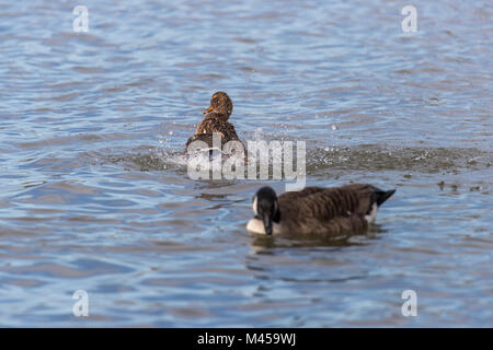 Female mallard (Anas platyrhynchos) splashing in water avec Canadian goose en premier plan. Banque D'Images