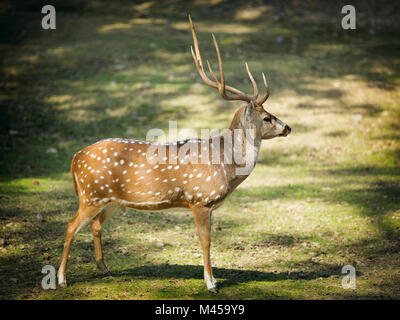 Chital ou cheetal deer (le latin - Axis axis) Banque D'Images