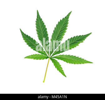 Feuille de cannabis, de marijuana isolated over white background Banque D'Images