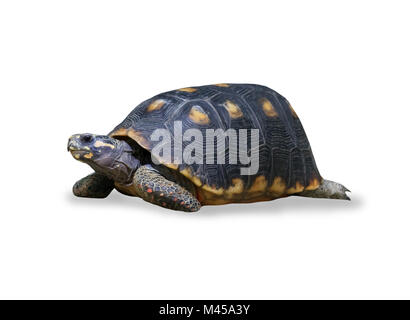 Spur-thighed turtle isolated over white Banque D'Images