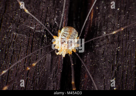 Daddy longlegs Banque D'Images