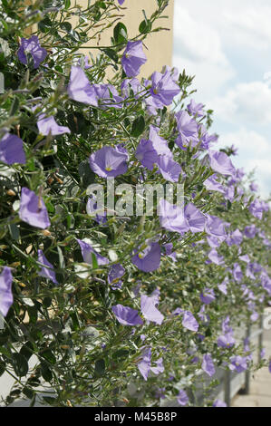 Convulvulus sabatius Blaue Maurice, Blue Mountain liseron des champs Banque D'Images