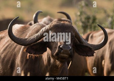 Portrait d'un buffle africain (Syncerus caffer), Tsavo, Kenya, Africa Banque D'Images