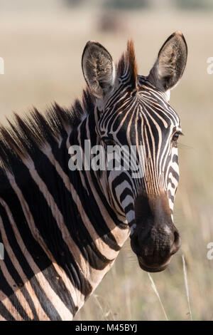 Portrait d'Equus quagga zebra (commune) Tsavo, Kenya, Africa Banque D'Images